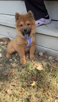 Brownie, a female Chow Chow for sale in Fairfax, VA – 2 of 3