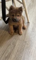 Luna, a female Chow Chow for sale in Virginia Beach, VA – 2 of 3