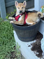 Rusty, a male Shiba Inu for sale in Virginia Beach, VA – 2 of 4