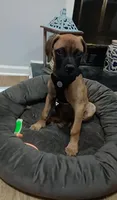 Buddy, a male Bullmastiff for sale in Virginia Beach, VA – 2 of 5