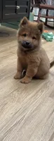 Luna, a female Chow Chow for sale in Virginia Beach, VA – 3 of 3