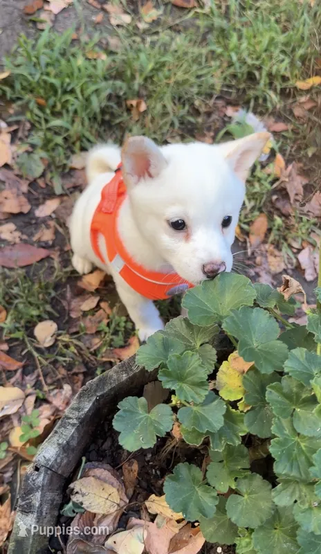 Tommy – Shiba Inu puppy for sale in Fairfax, VA