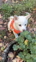 Tommy, a male Shiba Inu for sale in Fairfax, VA – 1 of 4