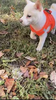 Tommy, a male Shiba Inu for sale in Fairfax, VA – 4 of 4