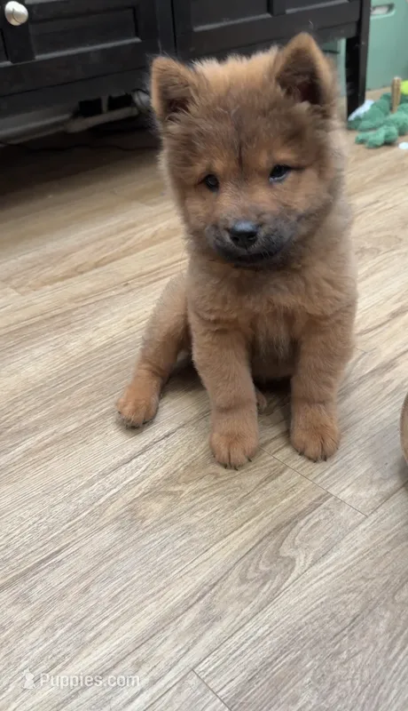 Luna – Chow Chow puppy for sale in Virginia Beach, VA