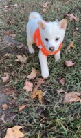 Tommy, a male Shiba Inu for sale in Fairfax, VA – 3 of 4