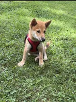 Rusty, a male Shiba Inu for sale in Virginia Beach, VA – 3 of 4