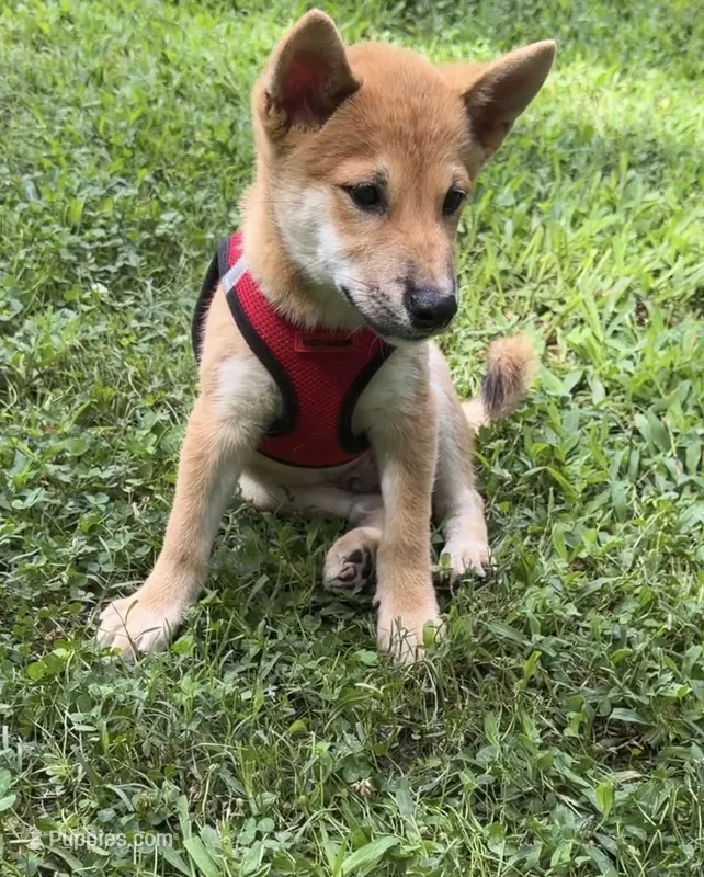 Rusty – Shiba Inu puppy for sale in Virginia Beach, VA