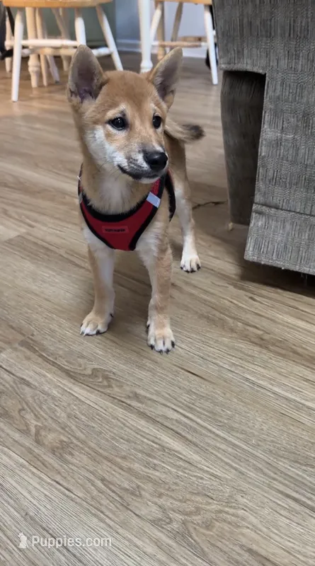 Rusty – Shiba Inu puppy for sale in Virginia Beach, VA
