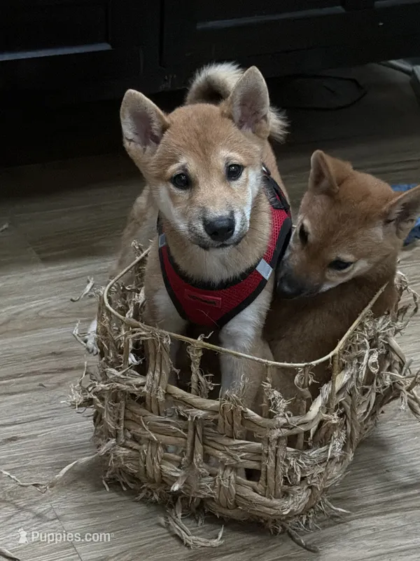 Rusty – Shiba Inu puppy for sale in Virginia Beach, VA