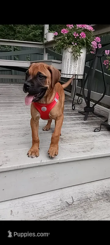 Luna – Bullmastiff puppy for sale in Virginia Beach, VA