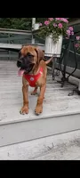 Luna, a female Bullmastiff for sale in Virginia Beach, VA – 1 of 3