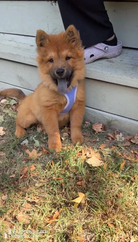 Brownie – Chow Chow puppy for sale in Fairfax, VA