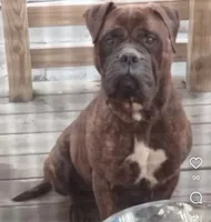 Buddy, a male Bullmastiff for sale in Virginia Beach, VA – 4 of 5