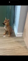 Tito, a male Shiba Inu for sale in Virginia Beach, VA – 2 of 4