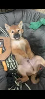Tito, a male Shiba Inu for sale in Virginia Beach, VA – 4 of 4