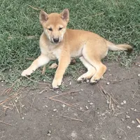 Rusty, a male Shiba Inu for sale in Virginia Beach, VA – 5 of 5
