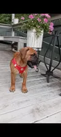 Luna, a female Bullmastiff for sale in Virginia Beach, VA – 3 of 3