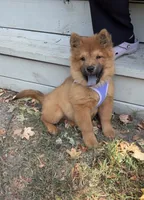 Brownie, a female Chow Chow for sale in Fairfax, VA – 3 of 3
