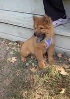 Brownie, a female Chow Chow for sale in Fairfax, VA – 2 of 2