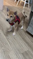 Rusty, a male Shiba Inu for sale in Virginia Beach, VA – 2 of 5