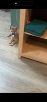 Tito, a male Shiba Inu for sale in Virginia Beach, VA – 3 of 4