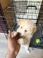 Solay, a female Yorkshire Terrier for sale in Pittsburgh, PA – 3 of 5