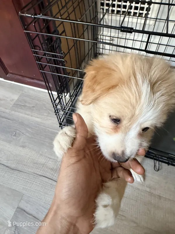 Solay – Yorkshire Terrier puppy for sale in Pittsburgh, PA