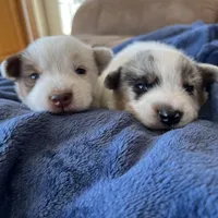 Peanut Butter, a female Australian Cattle Dog and Australian Shepherd for sale in Coal Hill, AR – Photo 4 of 4