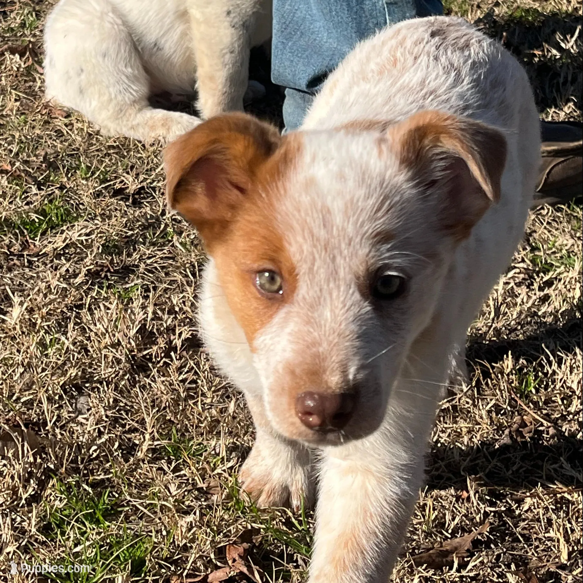 Peanut Butter, a female Australian Cattle Dog and Australian Shepherd for sale in Coal Hill, AR – Photo 3 of 4