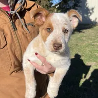 Peanut Butter, a female Australian Cattle Dog and Australian Shepherd for sale in Coal Hill, AR – Photo 1 of 4