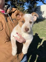 Peanut Butter, a female Australian Cattle Dog and Australian Shepherd for sale in Coal Hill, AR – Photo 1 of 4
