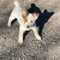 Peanut Butter, a female Australian Cattle Dog and Australian Shepherd for sale in Coal Hill, AR – Photo 2 of 4