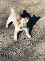 Peanut Butter, a female Australian Cattle Dog and Australian Shepherd for sale in Coal Hill, AR – Photo 2 of 4