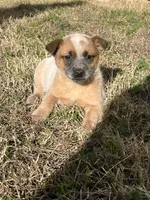 Tate, a male Australian Cattle Dog for sale in Coal Hill, AR – Photo 1 of 3