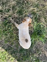 Tate, a male Australian Cattle Dog for sale in Coal Hill, AR – Photo 3 of 3