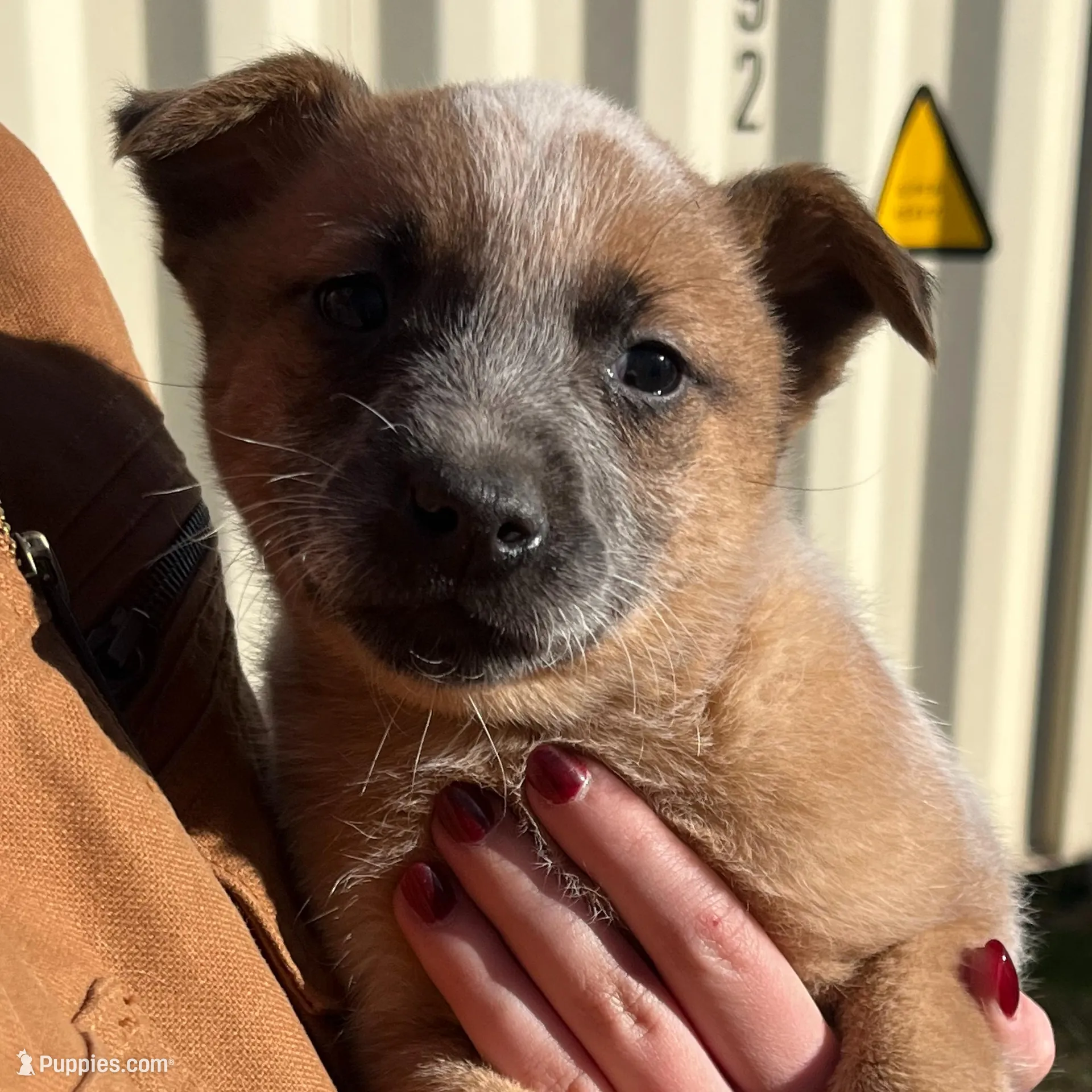 Tate, a male Australian Cattle Dog for sale in Coal Hill, AR – Photo 2 of 3