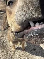 Eros, a male Great Dane for sale in Hutchinson, KS – Photo 5 of 10