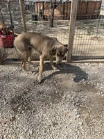 Eros, a male Great Dane for sale in Hutchinson, KS – Photo 10 of 10