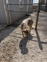 Eros, a male Great Dane for sale in Hutchinson, KS – Photo 8 of 10