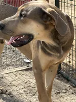 Eros, a male Great Dane for sale in Hutchinson, KS – Photo 2 of 10