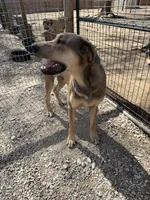 Eros, a male Great Dane for sale in Hutchinson, KS – Photo 7 of 10