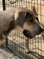 Eros, a male Great Dane for sale in Hutchinson, KS – Photo 4 of 10