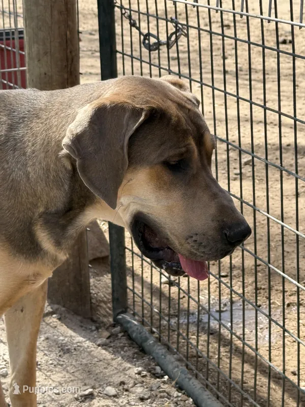 Eros – Great Dane puppy for sale in Hutchinson, KS