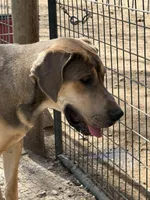 Eros, a male Great Dane for sale in Hutchinson, KS – Photo 1 of 10