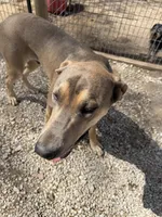 Eros, a male Great Dane for sale in Hutchinson, KS – Photo 6 of 10