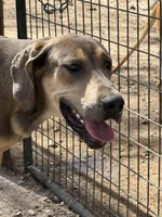 Eros, a male Great Dane for sale in Hutchinson, KS – Photo 3 of 10