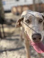 Freya, a female Great Dane for sale in Hutchinson, KS – Photo 1 of 8