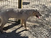 Freya, a female Great Dane for sale in Hutchinson, KS – Photo 8 of 8