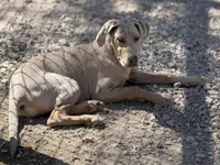 Freya, a female Great Dane for sale in Hutchinson, KS – Photo 6 of 8